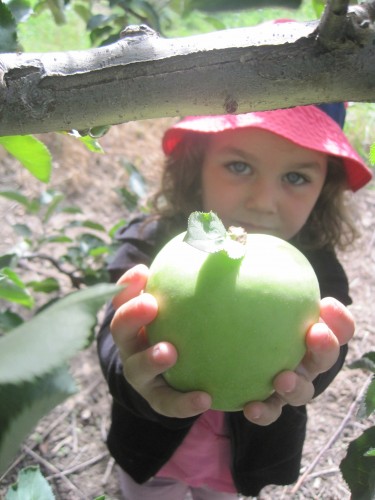 Apple Picking 1
